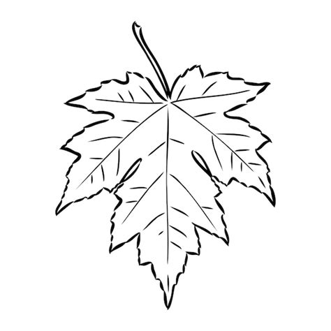 Premium Vector | Fall leaf clipart black and white leaf drawing vector clipart