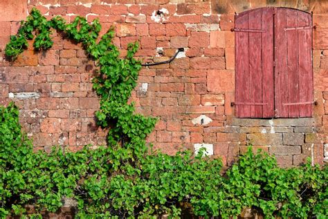 Green Plants on Brick Wall · Free Stock Photo