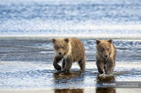 Cute kodiak bears in natural habitat — brown, hunters - Stock Photo | #225406928