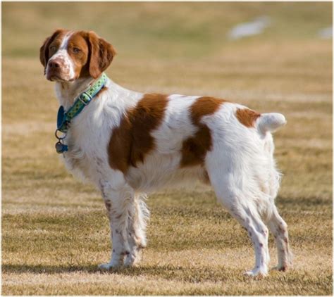 French Brittany vs English Springer Spaniel - Breed Comparison