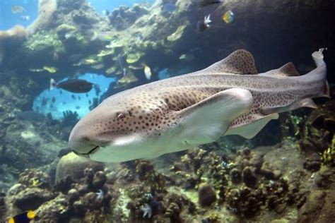 Zebra Shark In Australia - Shark Facts and Information