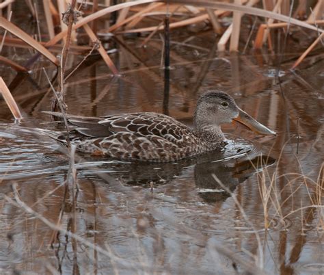 Characteristics - Northern Shoveler