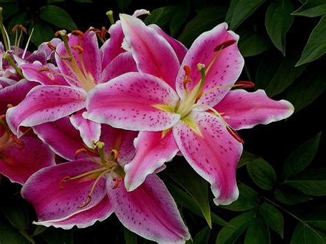 HD wallpaper: close up photo of pink-and-white petaled flowers, lily, stargazer | Wallpaper Flare