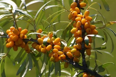 New Clinical Study Confirms Efficacy of Mont Echo Naturels’ 100% Natural Sea Buckthorn Anti ...