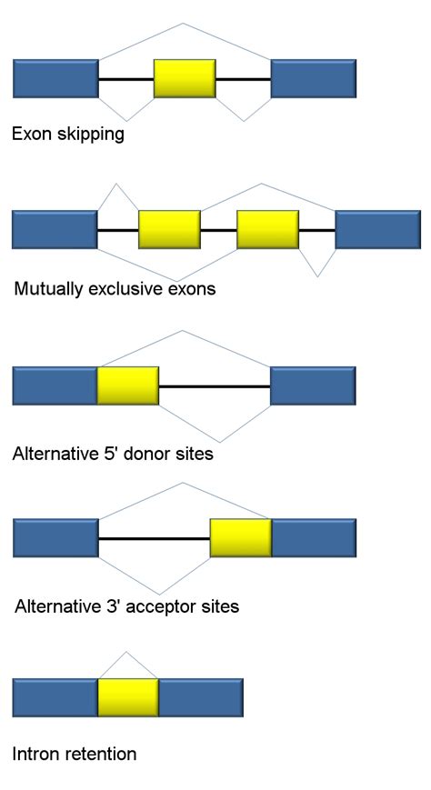 Alternative splicing in cells - ademcan's blog