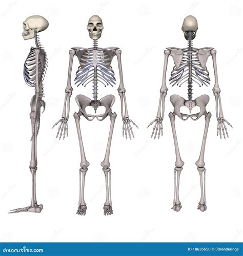 Homo Erectus Diagram