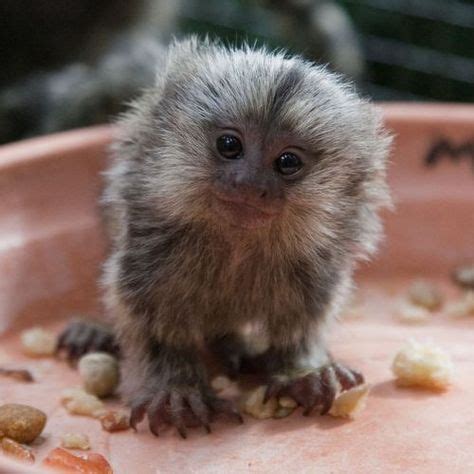 33 Best Marmosets images | Marmoset monkey, Pygmy marmoset, Cute animals