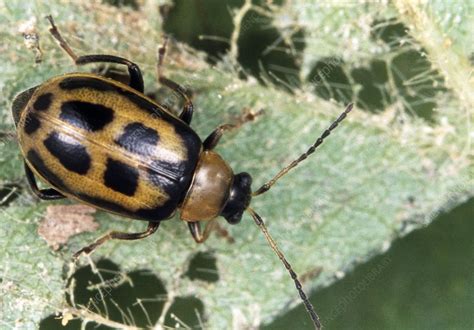 Bean leaf beetle - Stock Image - B265/0089 - Science Photo Library