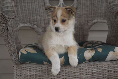 Pomsky Mix For Sale Holmesville, OH Male- Hunter – AC Puppies LLC