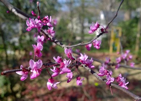 red bud tree disease Redbud tree eastern deciduous woody canadensis ...