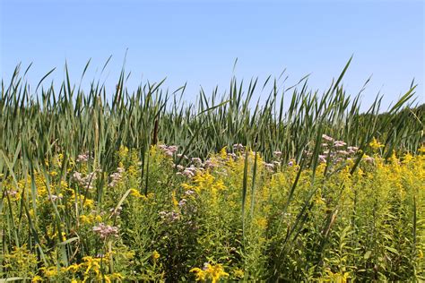 Flowers, Reed Free Stock Photo - Public Domain Pictures