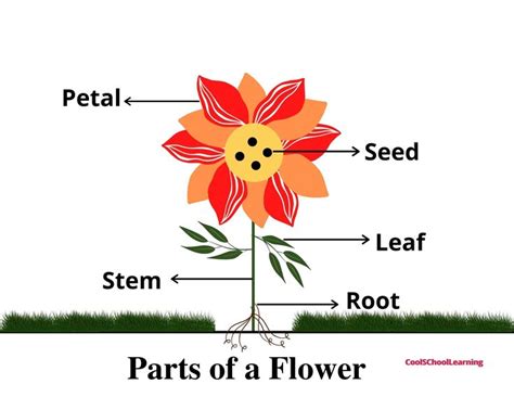 Parts of a Flower Printable - Kindergarten - Education - PDF Printable | Parts of a flower ...