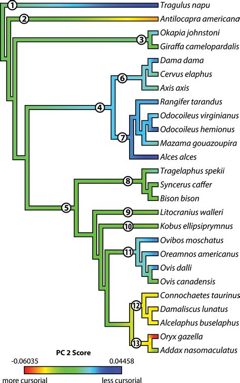 Ecomorphological variation in artiodactyl calcanei using 3D geometric morphometrics - Dunn ...