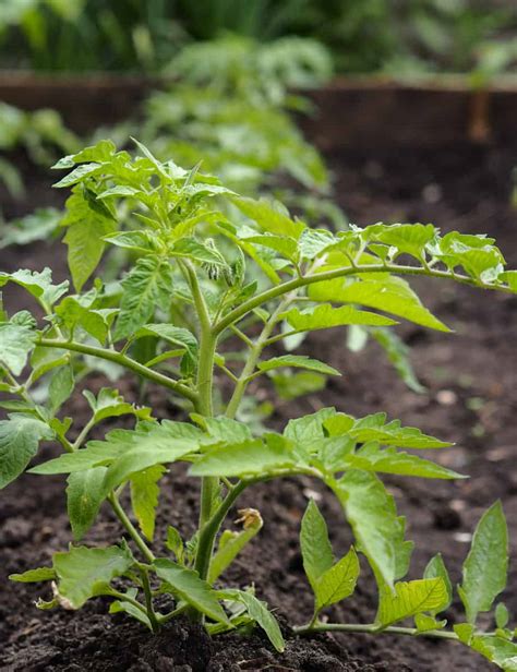 Tomato Plant Spacing - How Far Apart To Plant Tomato Plants? - Tomato Bible