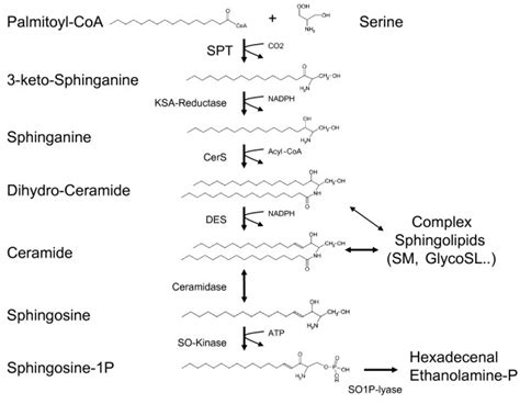 Sphingomyelin Synthesis