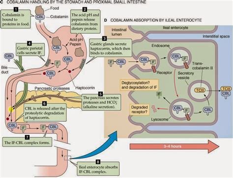 Biochemistry Class notes: Megaloblastic Anemia: Folate and Vitamin B12 ...