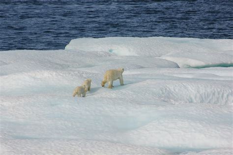 Polar Bears in Greenland Adapting to Life Without Sea Ice