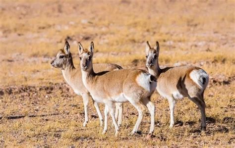 Wild Animals in Tibet - Cute, Rare and Interesting