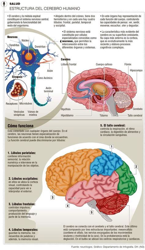 Estructura del cerebro humano: | Aprendizaje, Emociones y Enseñanza | Estructura del cerebro ...