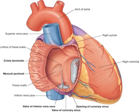 The heart - Cardiovascular System