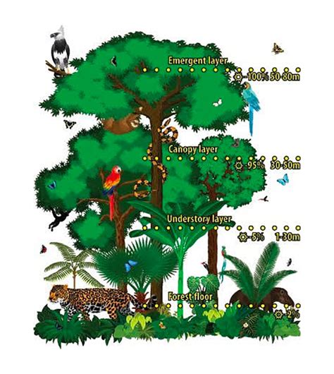 Levels Of Rainforest