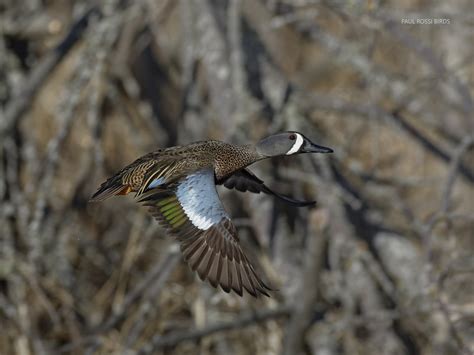 male-blue-winged-teal-for-wordpress | paulrossibirds