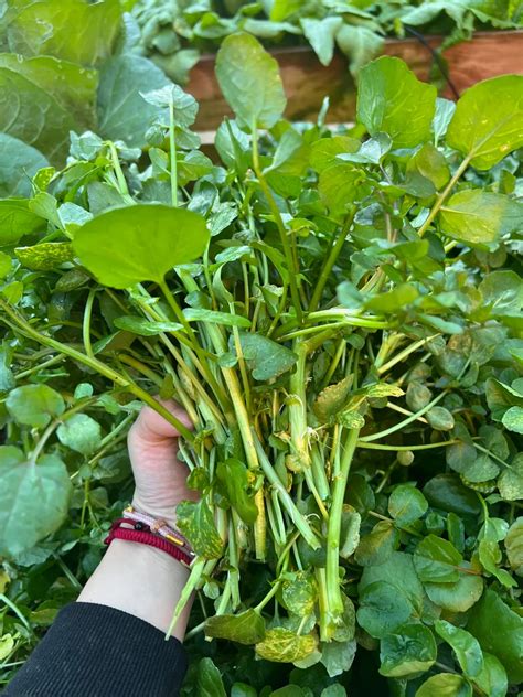 Watercress Seeds-chloriseeds