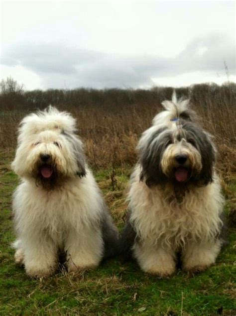 Old english sheepdog, Sheepdog, Fluffy dogs