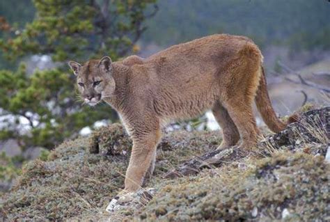 Puma | mammal species | Britannica.com