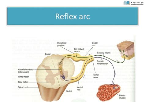 PPT - Spinal Cord Reflexes PowerPoint Presentation, free download - ID ...