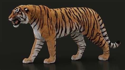 Buy Bengal Tiger (FUR) (ANIMATED) 3D Models Online | Massimo Righi