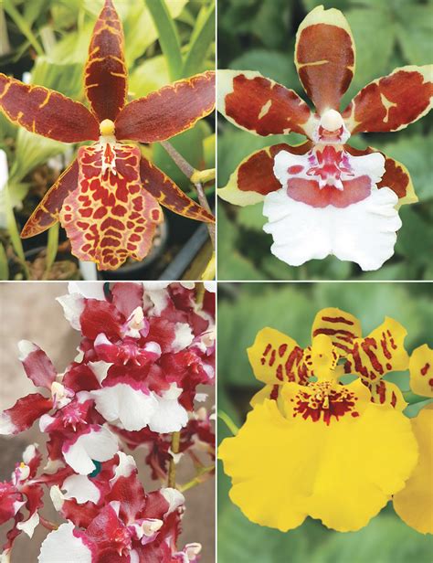 Oncidium Orchids Collection - Tesselaar