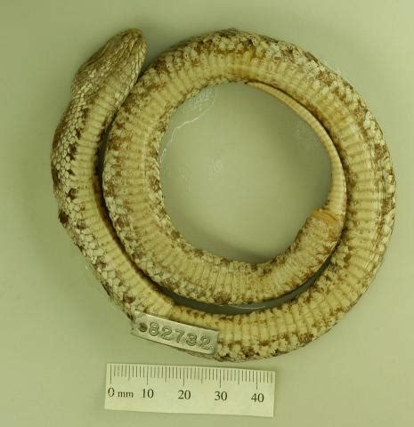 HOLOTYPE OF TRIMERESURUS DUNNI | University of Michigan Museum of ...