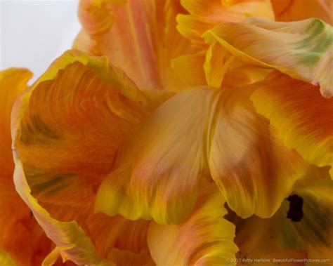 In the Studio: Orange Parrot Tulips | Beautiful Flower Pictures Blog