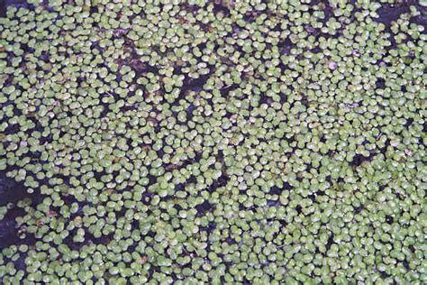 Common Duckweed