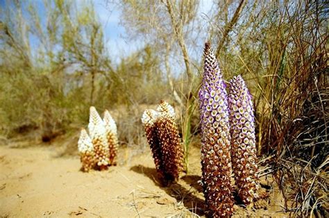 Cistanche Tubulosa VS Cistanche Deserticola | Rainbow Biotech