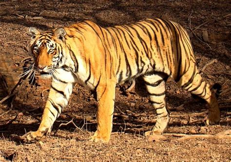 The Champawat Tiger was a female Bengal tiger responsible for more deaths than people who died ...