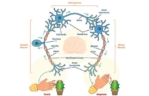 Inter Neuron Diagram / Location, Structure, and Functions of Motor Neurons - Bodytomy - Neurons ...