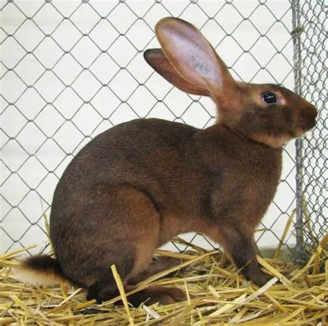 10 Rarest Rabbit Breeds - With pictures and videos.