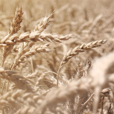 Hard Red Winter Wheat Seeds | Albert Lea Seed