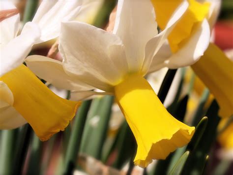 Free Wallpaper: White Daffodils in Spring Wallpaper