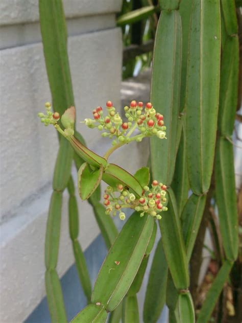 Cissus quadrangularis (Veld Grape) - World of Succulents | Herbal ...