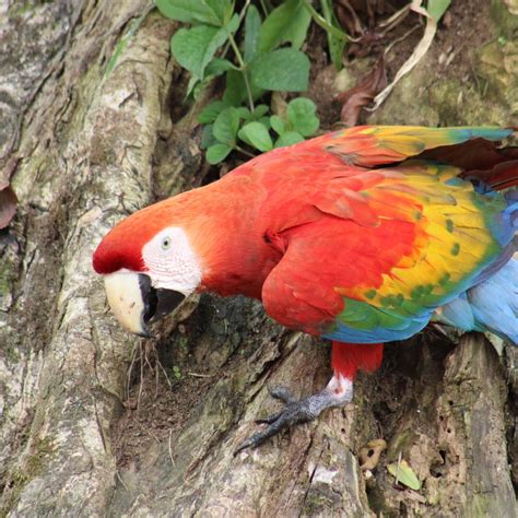 “Yasuni National Park” 5 Days/4 Nights - Akangau Jungle Expeditions Amazon