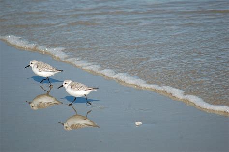 EduPic Shore Bird Images