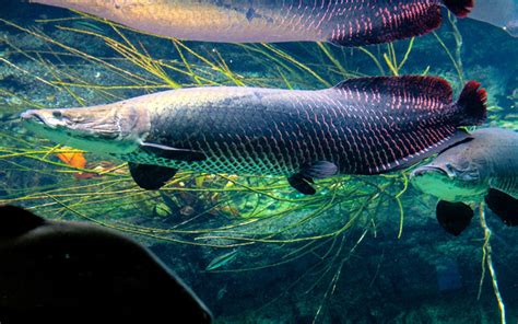 Arapaima Fish - Habitat, Care, Feeding, Tank Size, Breeding - AquariumNexus