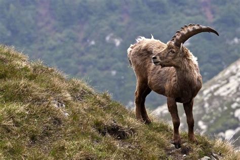 Pyrenean ibex - Alchetron, The Free Social Encyclopedia