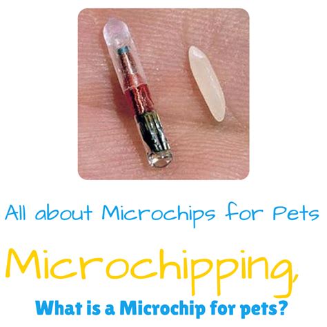 Microchipping, What is a Microchip for pets? » The Foster Pack | Losing a dog, Losing a pet, Pets