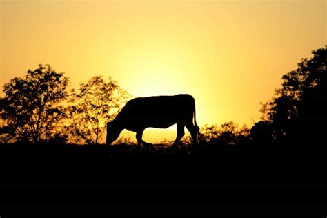 Cow Sunset Silhouette Cattle Stock Photos, Pictures & Royalty-Free Images - iStock