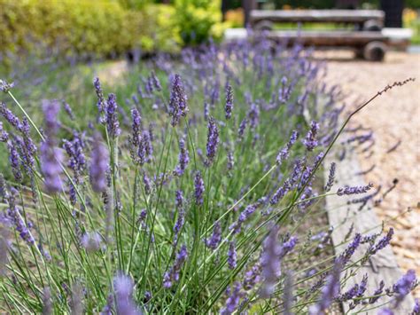 Does Lavender Prefer Full Sun or Shade? - Plant Index