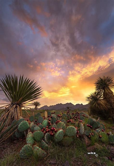 Morning sunrise - NM Pics | Las cruces new mexico, Desert sunset, Land ...